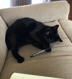 A black cat lying on a couch, holding a pen